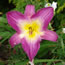 Hemerocallis Singapore Orchid